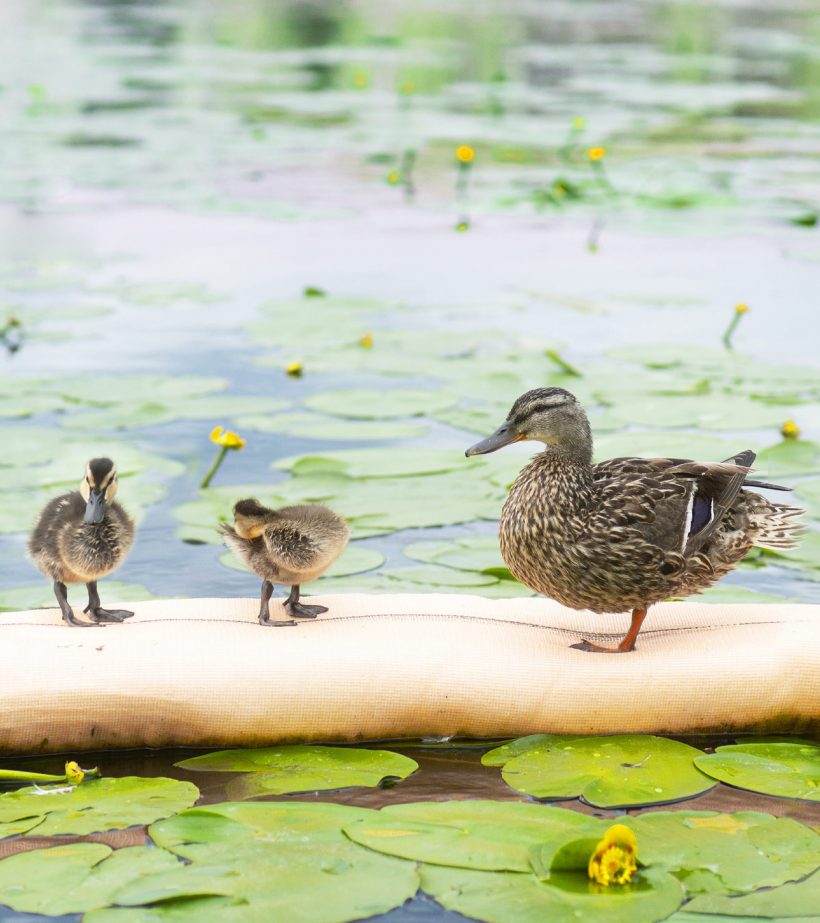 Mother duck and ducklings standing by lake