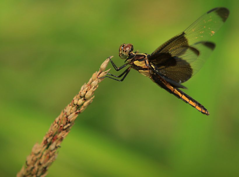 closeup of a dragonfly