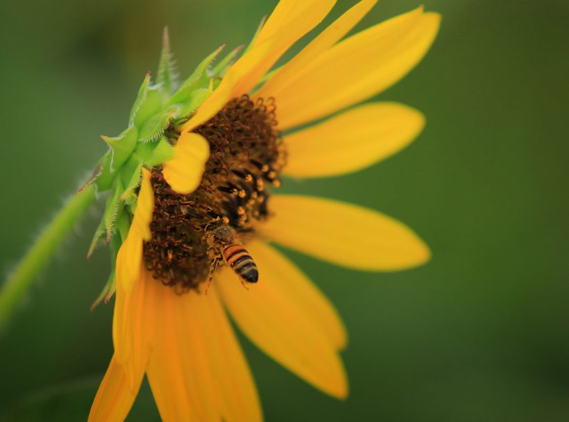 bee feeding on sunflower