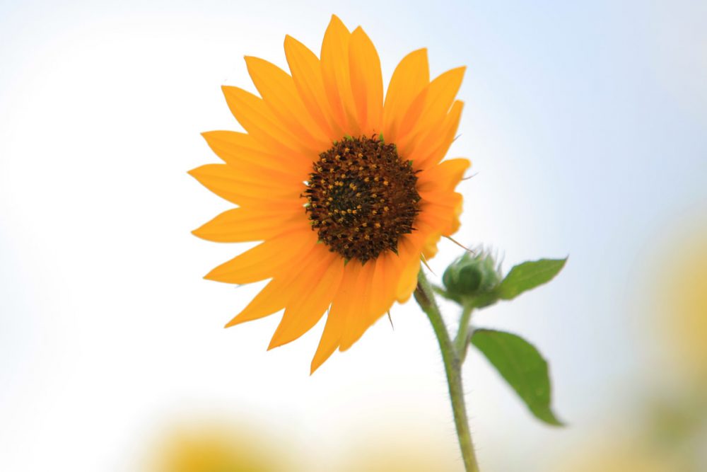 sunflowers in a field